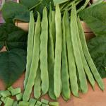 Légumes Secs - Haricot Grimpant Plat Vert Mistica - 10 m - face recto
